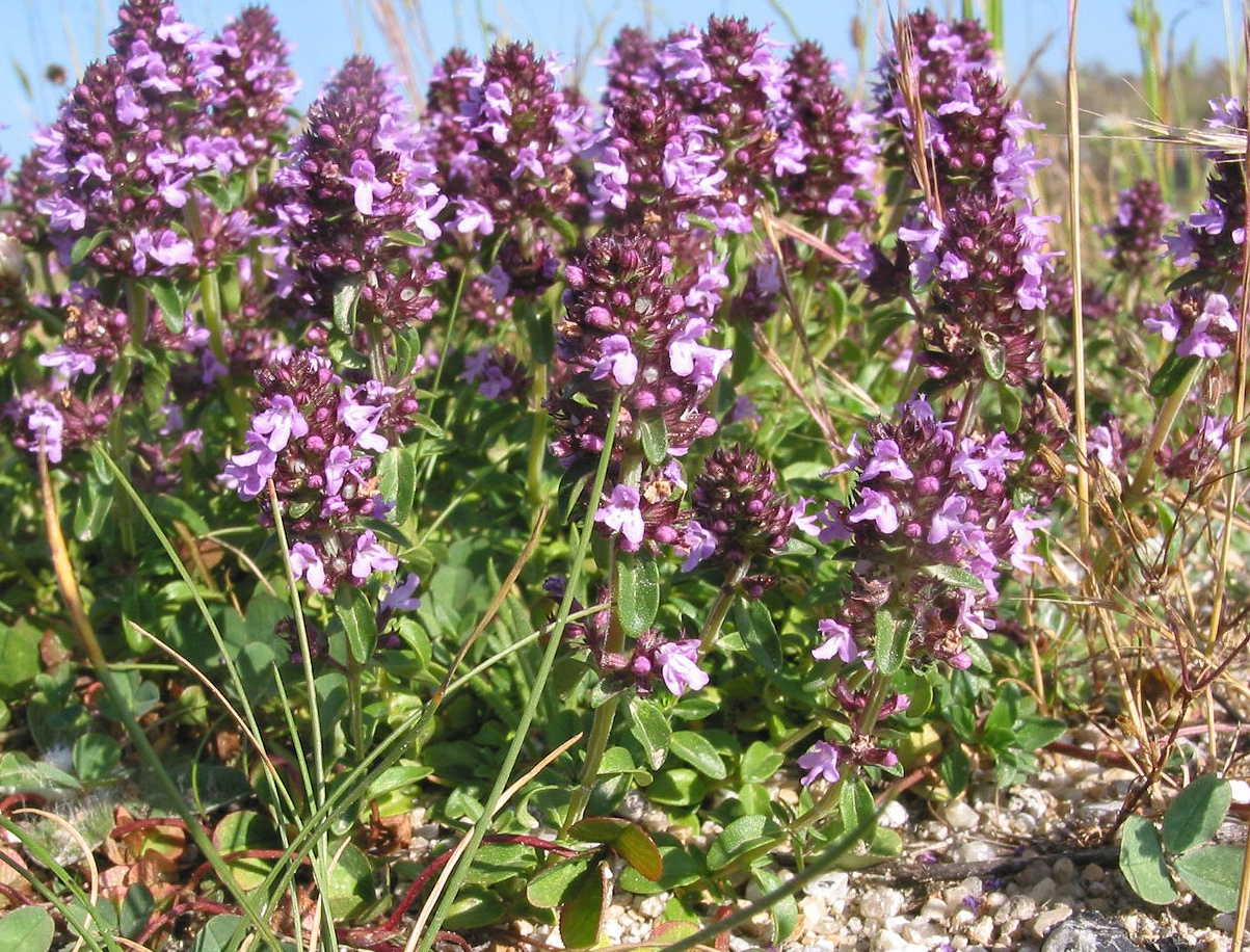 Чабрец лечебные свойства и противопоказания травы для мужчин