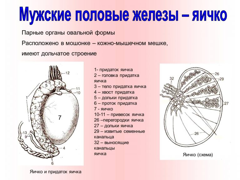 Фото здоровых яичек у мужчины